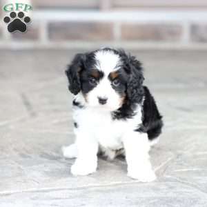 Krew, Cavapoo Puppy